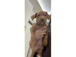 Pit Bull Red nose