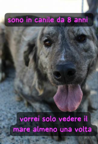BICE 8 ANNI TAGLIA GRANDE - Foto 2