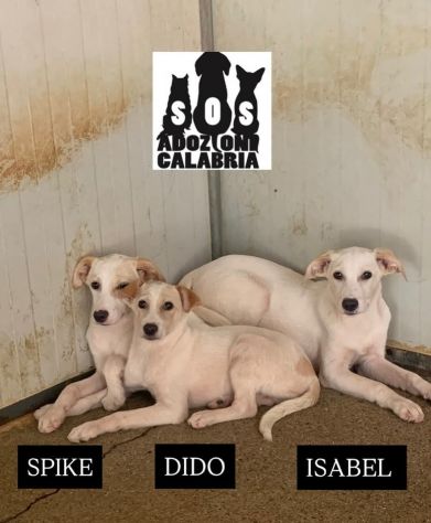 CUCCIOLI IN ADOZIONE - Foto 5