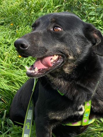 Amos da cucciolo vive in canile - Foto 2