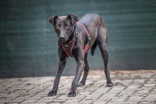 TIM (15 kg) ED HELEN (20kg) , 2 ANNI, TAGLIA MEDIA, CERCANO UNA FAMIGLIA!! - Foto 2