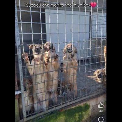 CUCCIOLI IN ADOZIONE taglia media - Foto 6