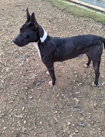 Adozione Diana simil Pitbull