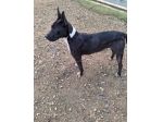 Adozione Diana simil Pitbull