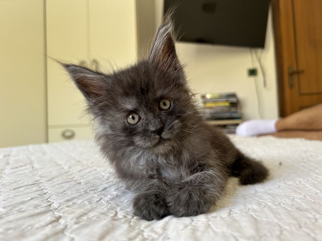 Maine Coon cucciolo pedigree ANFI