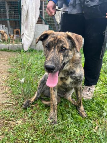 UGO Cucciolo in adozione - Foto 2