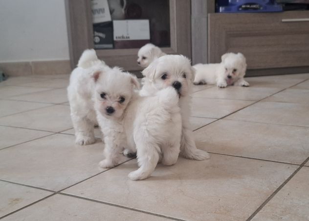 Cuccioli maltese - Foto 2