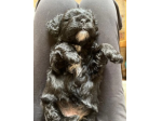 cuccioli di Barboncino