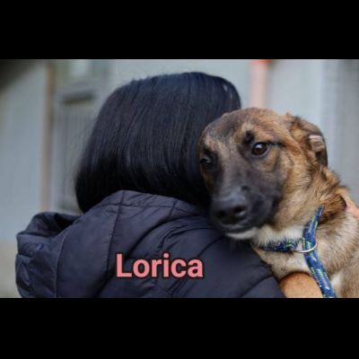 LORICA E CAVALIERE CUCCIOLI IN ADOZIONE