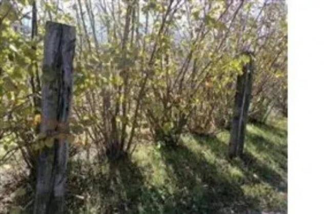 Immobile in asta di 25645 m² in vendita a Fermignano - Foto 7