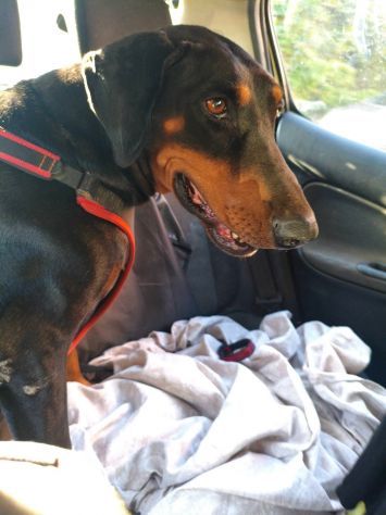 Asia simil Dobermann 4anni buona con tutti ok gatti.CATANIA - Foto 3