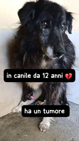 SARCO’ 12 ANNI taglia media - Foto 2