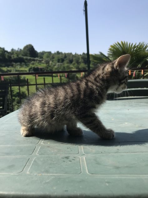 SPLENDIDI GATTINI MASCHI DI DUE MESI E MEZZO - Foto 4