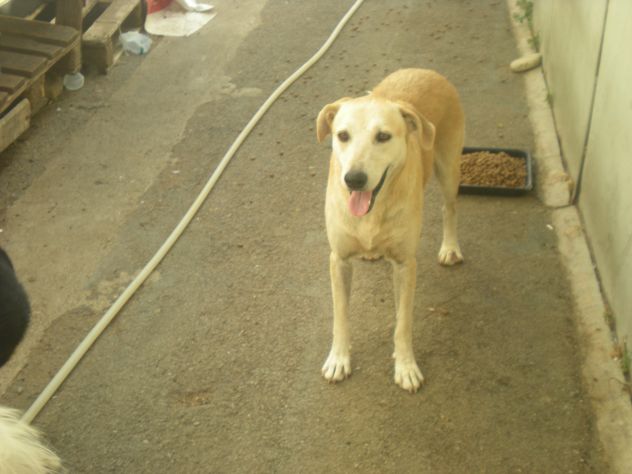 COMUNE, dolce mix labrador URGENTE - Foto 2