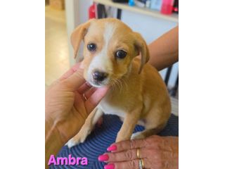 AMBRA,cucciola mix volpino breton