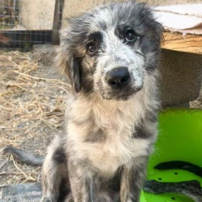 ERIN MERAVIGLIOSA CUCCIOLA IN ADOZIONE