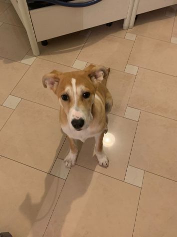 GIOIA, deliziosa cucciola - Foto 2