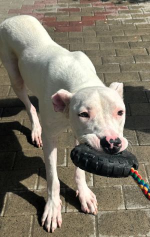 ALBINO DOGO ARGENTINO - Foto 4