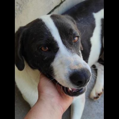 MARILU' tranquilla e pacata, taglia media. CANE IN ADOZIONE - Foto 3