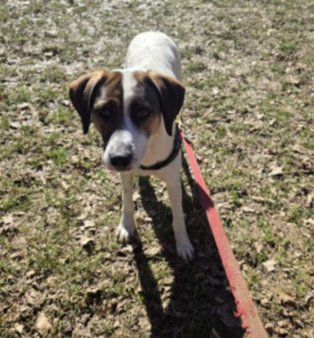 Macky femmina 20mesi tg media BERGAMO - Foto 2
