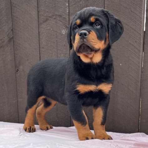 Cuccioli di Rottweiler. - Foto 2