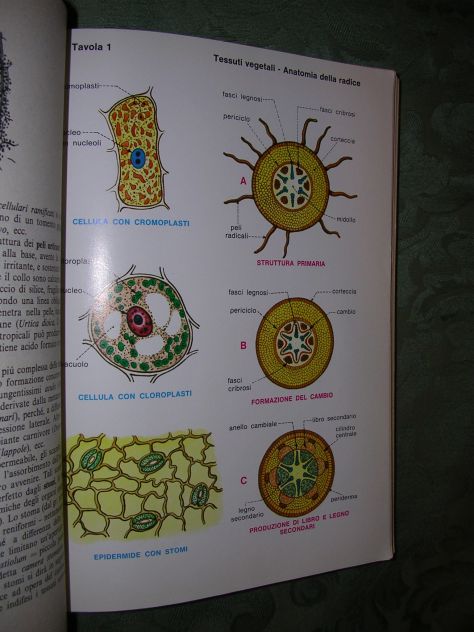 BIOLOGIA - Foto 7