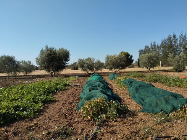 Terreno con 70 alberi d'ulivo - Foto 4