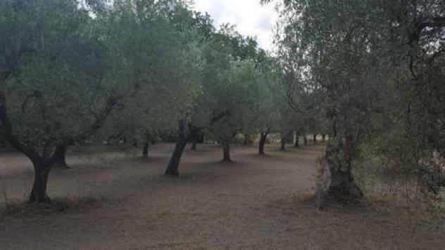 Seminativo in vendita a Santa Maria Imbaro - Foto 20