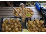 kiwi  km0,   coltivati  al Pont-Suaz  (  Charvensod  )  AO