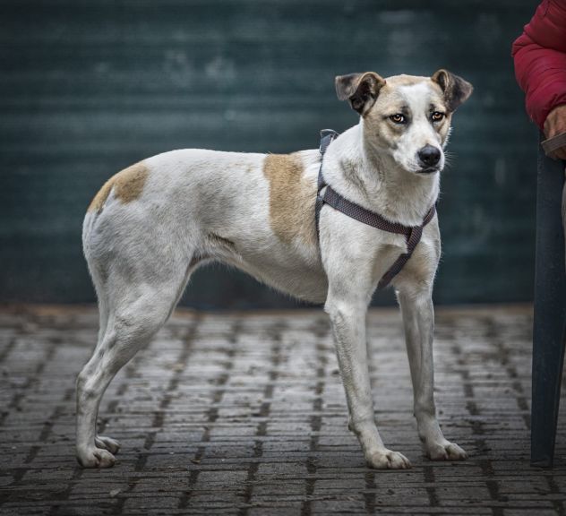 TIM (15 kg) ED HELEN (20kg) , 2 ANNI, TAGLIA MEDIA: CERCANO CASA!! - Foto 4