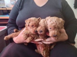 Cuccioli Barboncino Red