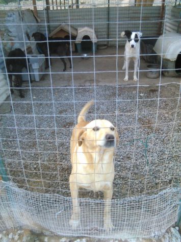 ADAMO, splendido mix labrador - Foto 6