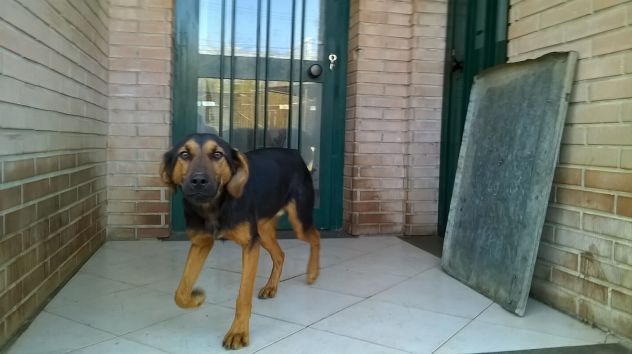 Cucciolone mix lupetto URGENTE! - Foto 5