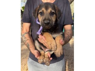 Regalo cuccioli
