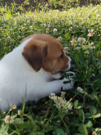 Cuccioli Jack Russell - Foto 2