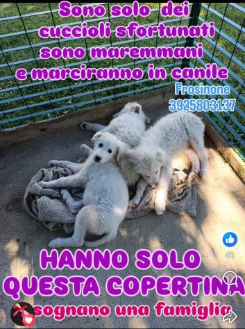 SPLENDIDI CUCCIOLI PMA IN ADOZIONE - Foto 5