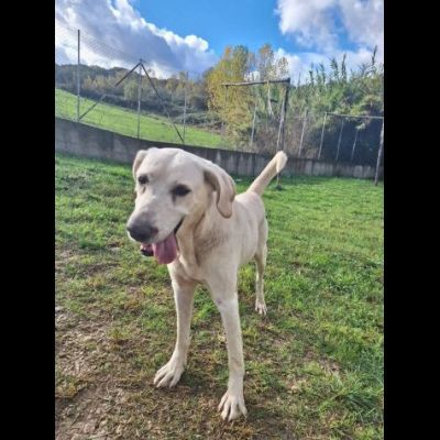 THOR DOLCE E SOCIEVOLE CANE IN ADOZIONE TG MEDIA - Foto 5