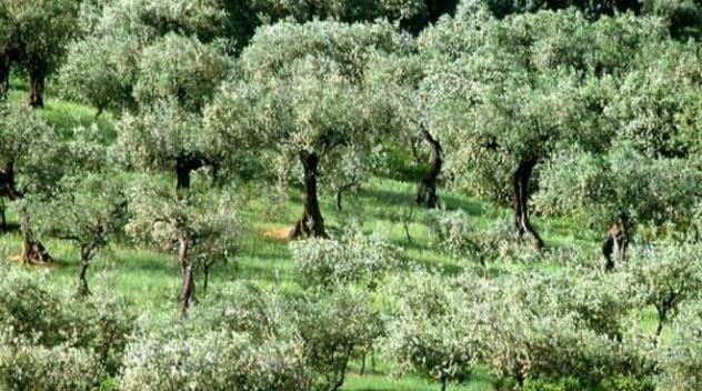 Terreno agricolo in vendita a San Giuliano Terme 30000 mq Rif: 992573