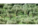 Terreno agricolo in vendita a San Giuliano Terme 30000 mq  Rif: 992573