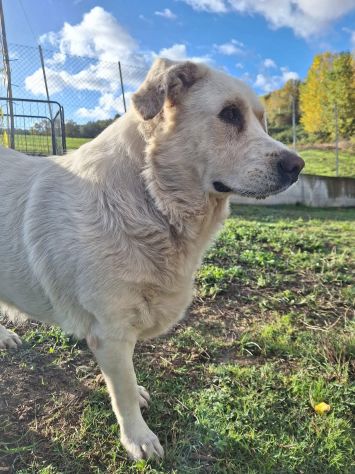 MARIA MERAVIGLIOSA e SOCIEVOLE, CANE IN ADOZIONE - Foto 5