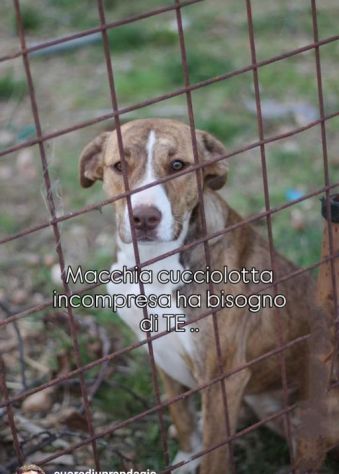 MACCHIA UNA NUOVA VITA PER LEI CAGNOLINA IN ADOZIONE - Foto 6