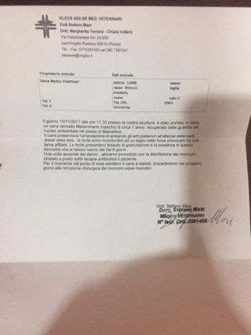 Giovanissimo mix maremmano da aiutare - Foto 3