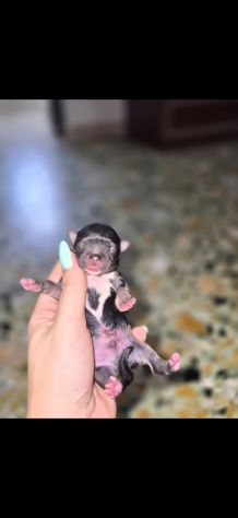 Vendo chihuahua maschi