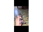 Vendo chihuahua maschi