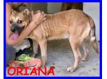 ORIANA, DOLCISSIMA SOLA IN CANILE CERCA CASA