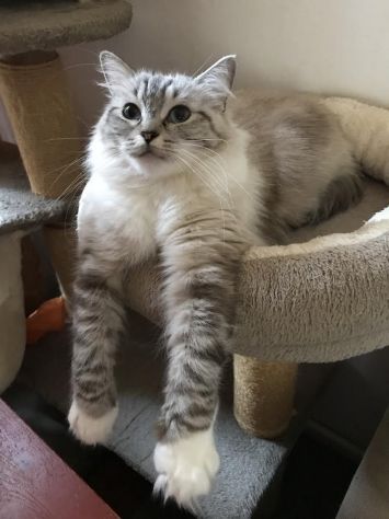 Gatte razza Ragdoll in Rehoming - Foto 3