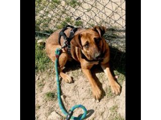 PAZZY E I SUOI CUCCIOLI IN ADOZIONE