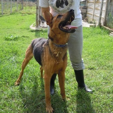SAETTA cerca casa - Foto 2