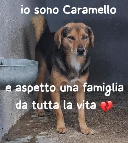 Caramello  CANILE - Foto 4