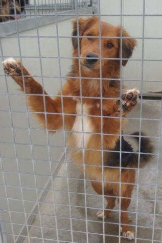 DADDY, splendido cagnolino - Foto 4